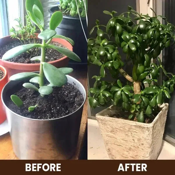 Soil Activated Treasure Premium Soil Activator 200gram (BUY 1 GET 1 FREE !!)